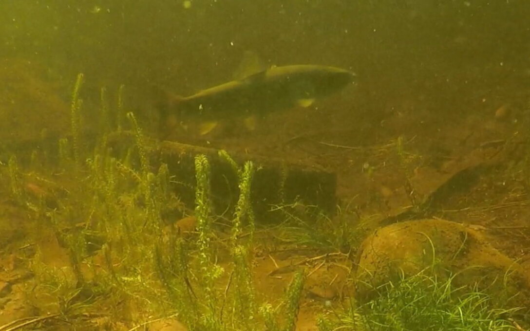 Salmon caught on camera in Loch Ness during the Quest Festival